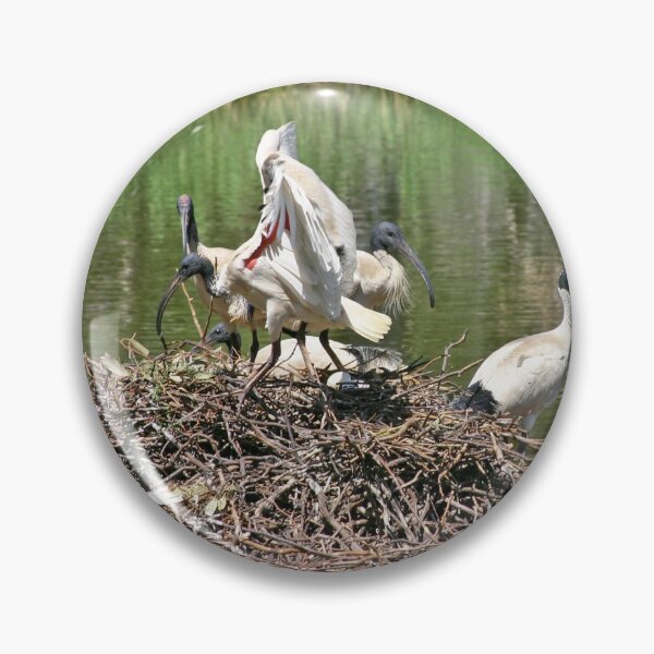 Item preview, Australian White Ibis ~ The Community Nest designed and sold by Robert Elliott.