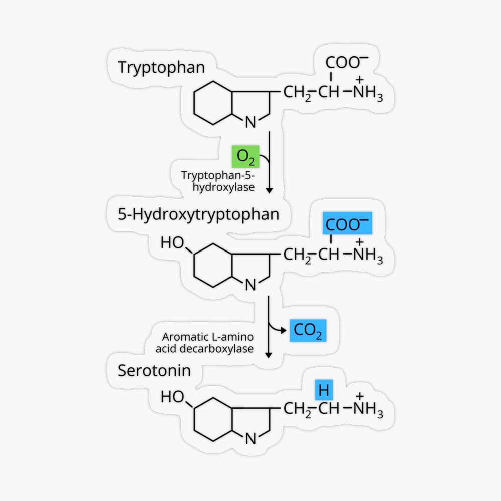 The Synthesis of Serotonin