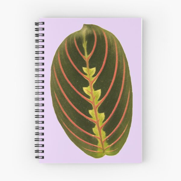 Item preview, red maranta prayer plant designed and sold by laceyyyann34.