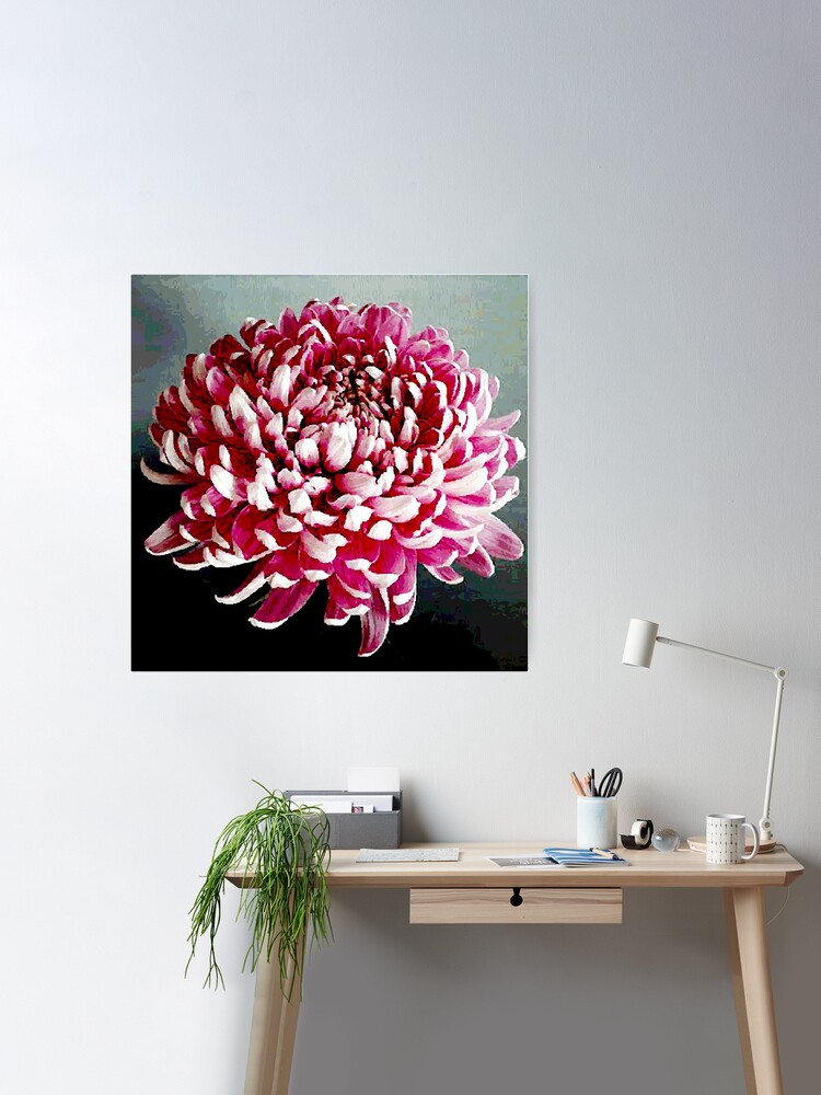 Pink Chrysanthemum Digital Vector Painting Poster for Sale by
