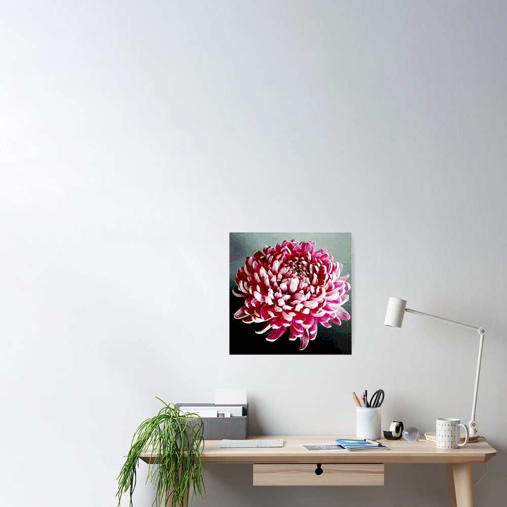 Pink Chrysanthemum Digital Vector Painting Poster for Sale by