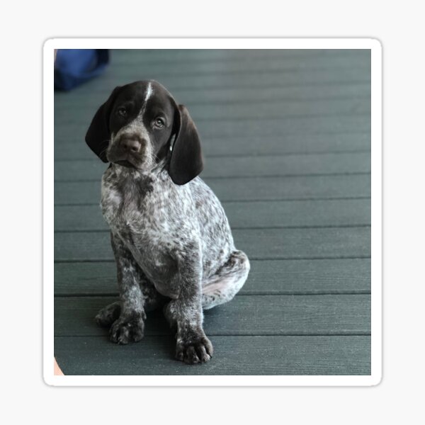 Pointer Puppy on the Deck Sticker