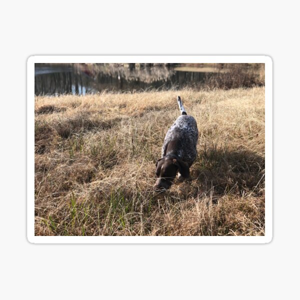 Pointer on the Scent Sticker