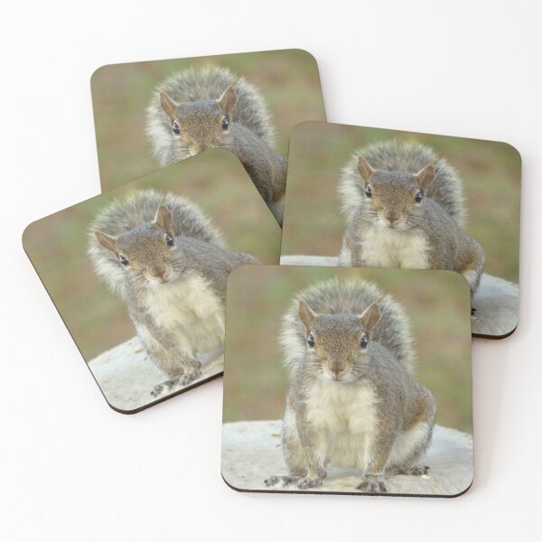 Item preview, Squirrel face to face designed and sold by Zina Stromberg.
