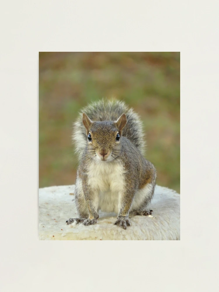 Squirrel face to face