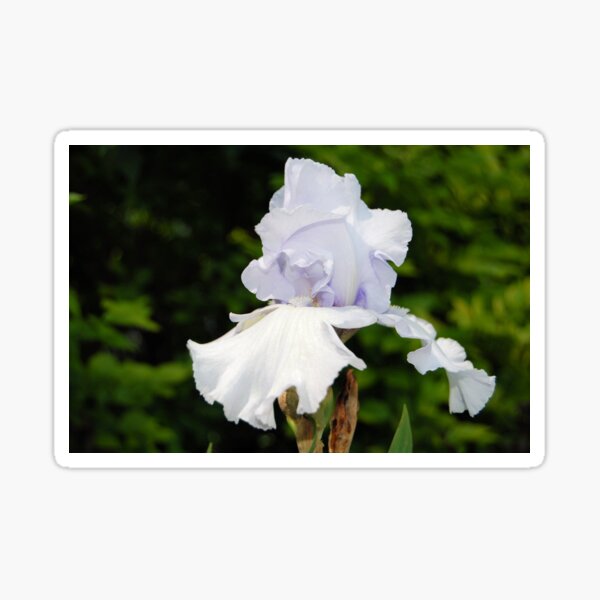 Item preview, Palest Purple designed and sold by Kathleen Brant.