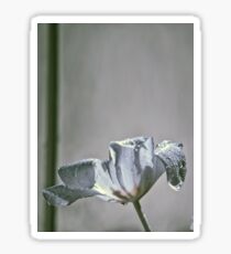 Wet Tulip - Infrared Sticker