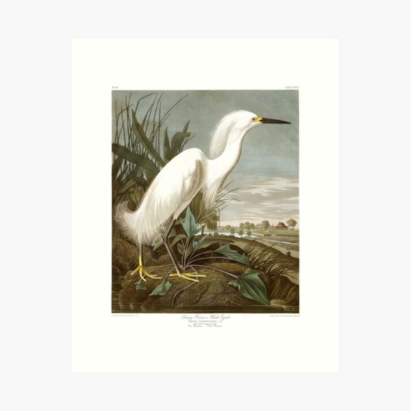Item preview,  Snowy Egret designed and sold by billythekidtees.