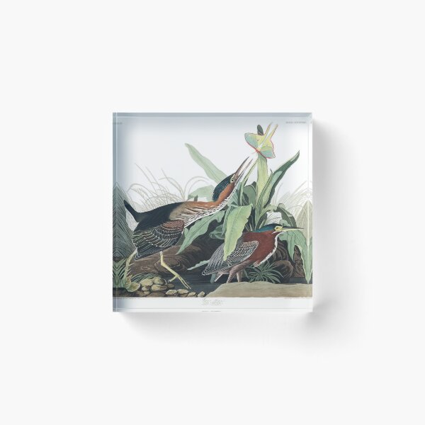 Item preview, Green Heron - John James Audubon designed and sold by billythekidtees.