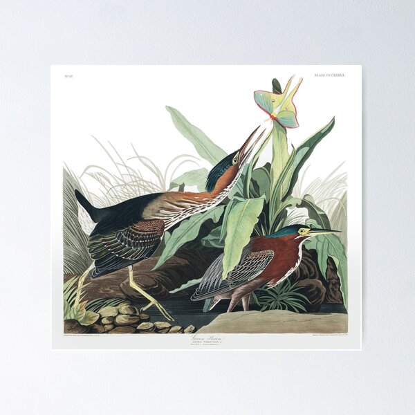 Item preview, Green Heron - John James Audubon designed and sold by billythekidtees.