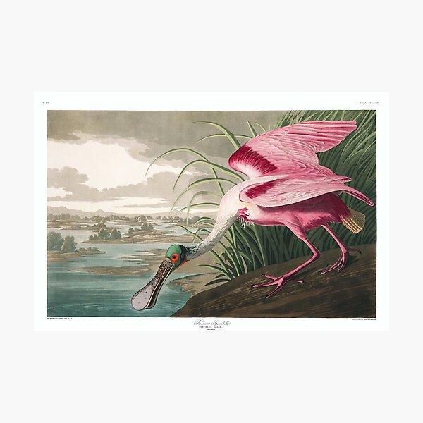 Vista previa del artículo con la obra «Espátula rosada - John James Audubon», diseñado y vendido por billythekidtees.