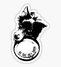 Pegatina NO TOMAR SOLO LANZAR. (Border Collie)