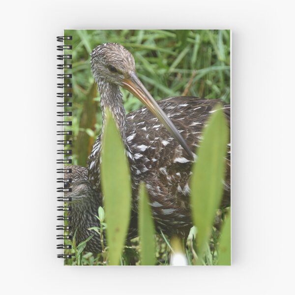 Item preview, A Limpkin Family designed and sold by FSULADY.