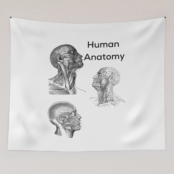 Item preview, Human Anatomy designed and sold by albix81.