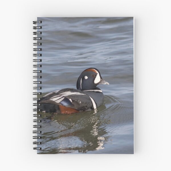 Item preview, Harlequin Duck, Histrionicus histrionicus, a small sea duck at the Barnegat Inlet, New Jersey designed and sold by Rabbitti.