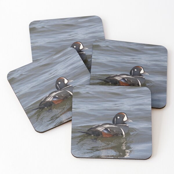 Item preview, Harlequin Duck, Histrionicus histrionicus, a small sea duck at the Barnegat Inlet, New Jersey designed and sold by Rabbitti.