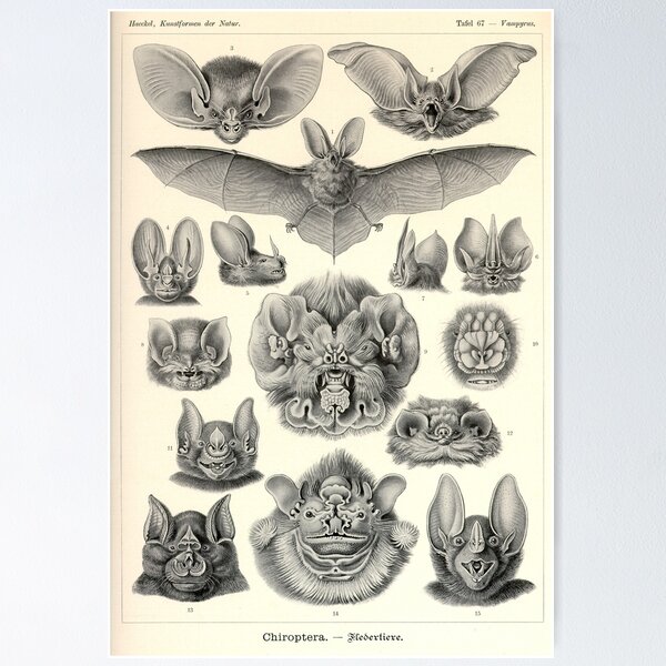 Item preview, Bats - Ernst Haeckel designed and sold by billythekidtees.