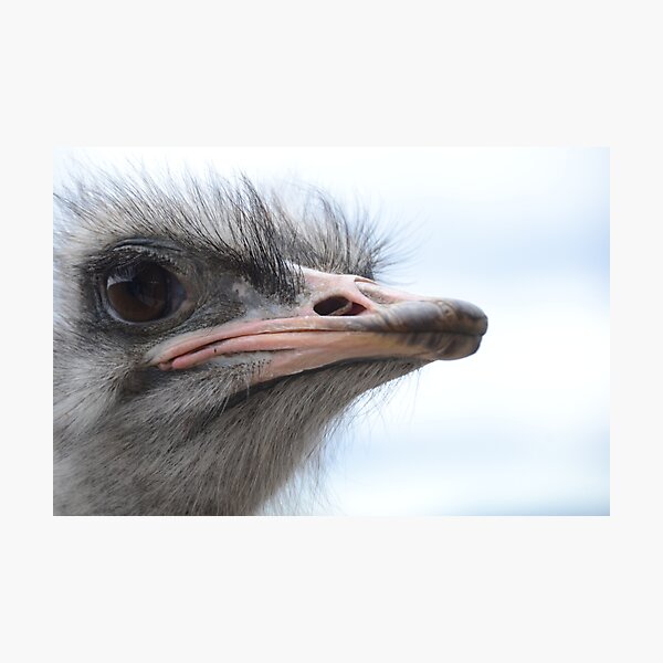 ostrich obsession Photographic Print