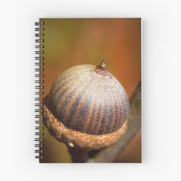 Item preview, Nut Case designed and sold by Ben Loveday.