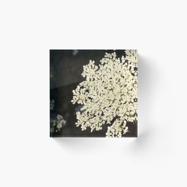 Dramatic Queen Anne's Lace Acrylic Block