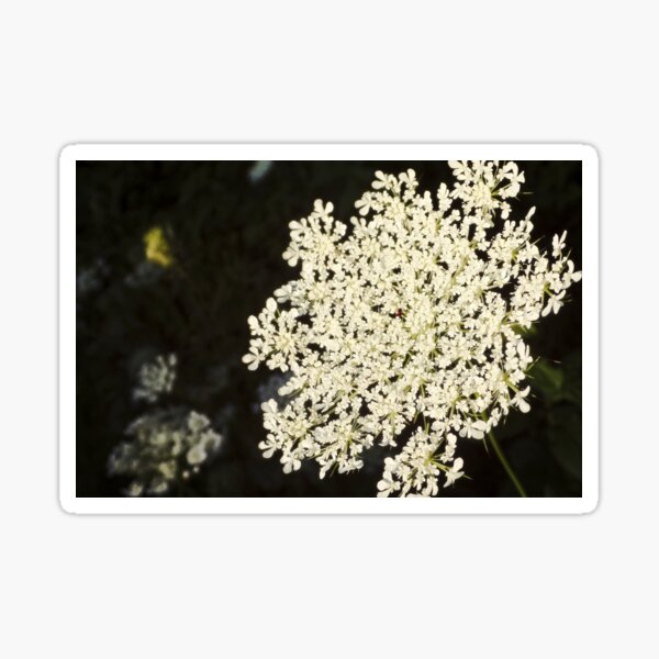 Dramatic Queen Anne's Lace Sticker