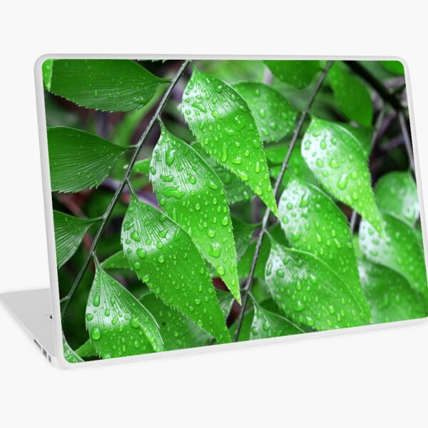 Byfield Fern - Bowenia Laptop Skin