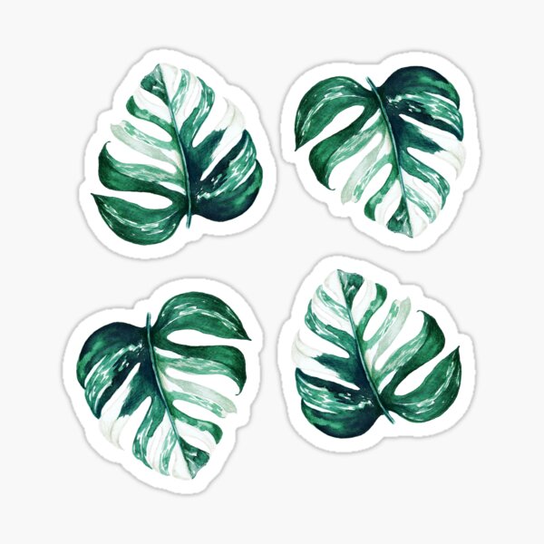 Vista previa del artículo con la obra «Monstera Albo Variegata - Monstera Variegata», diseñado y vendido por plan-t-b.