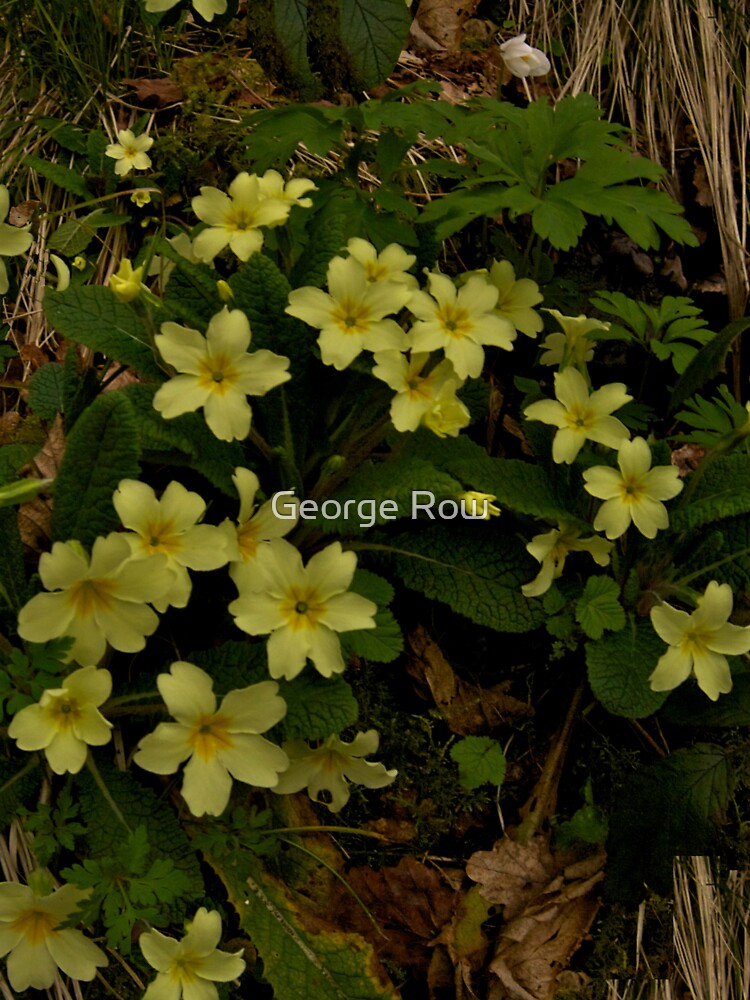 Primrose, Drumlamph Wood, County Derry by VeryIreland