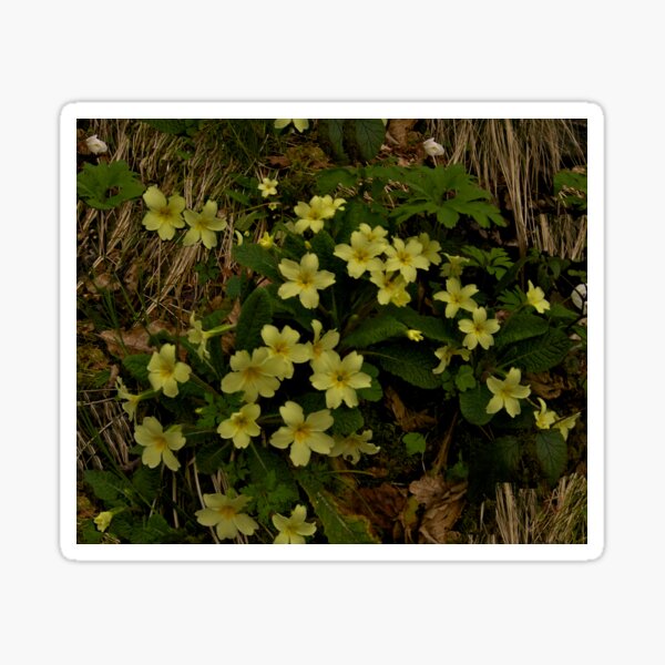Primrose, Drumlamph Wood, County Derry Sticker