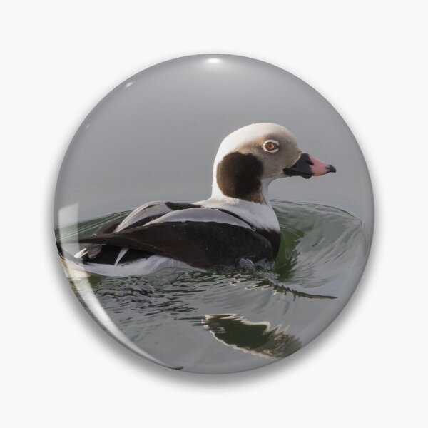 Item preview, Long Tailed Duck designed and sold by LaurenTucker.