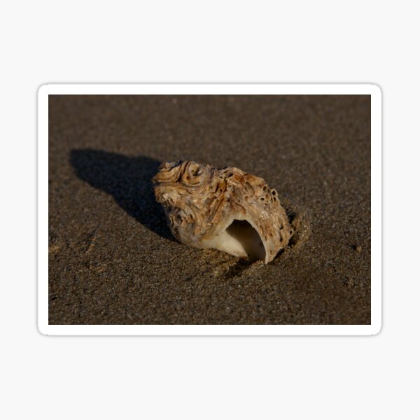 Weathered Whelk on Fahan Beach Sticker