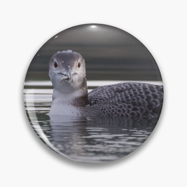 Item preview, Great Northern Diver designed and sold by LaurenTucker.