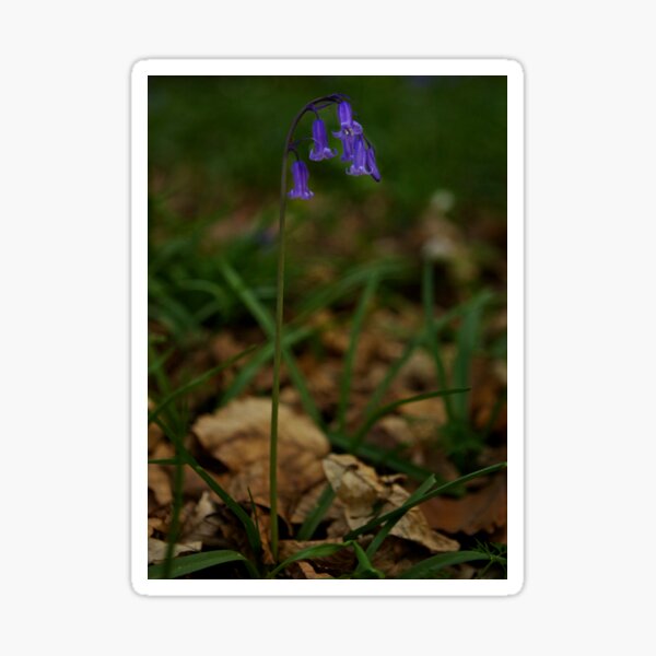 Single Bluebell in Prehen Woods, Derry Sticker