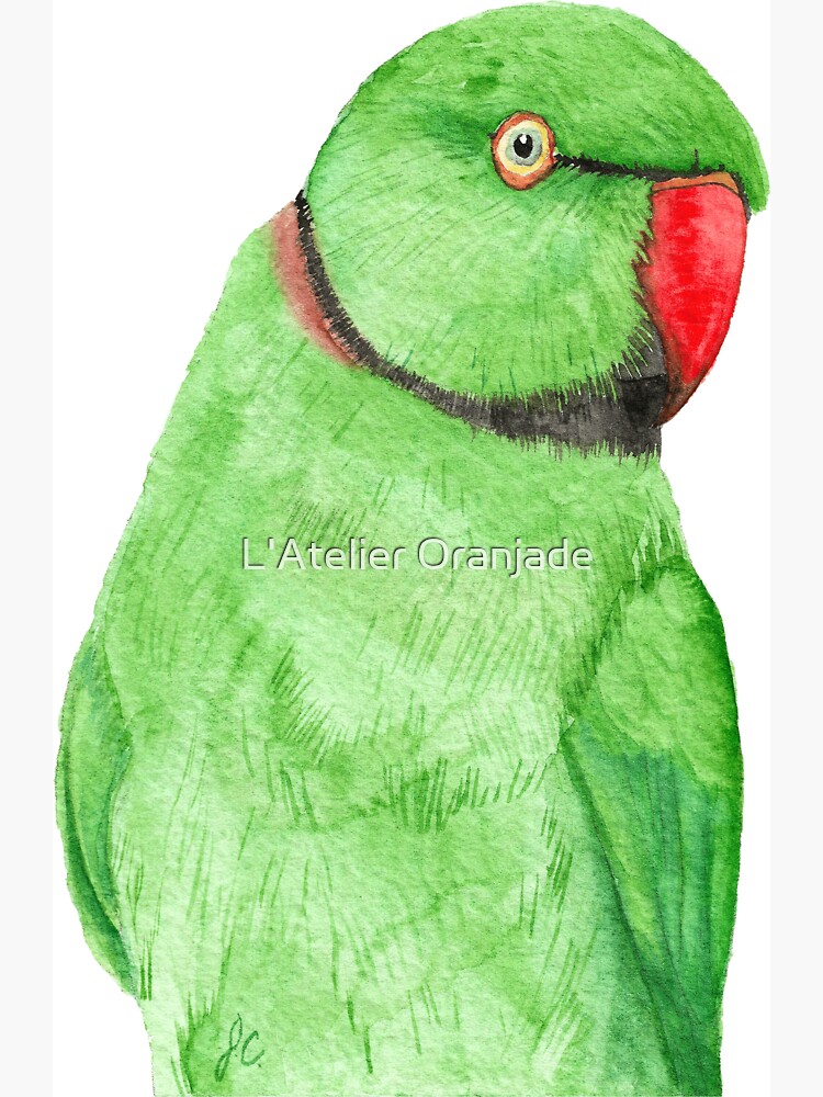 Rose-ringed parakeet or ring-necked parrots watercolor bird painting  Magnet