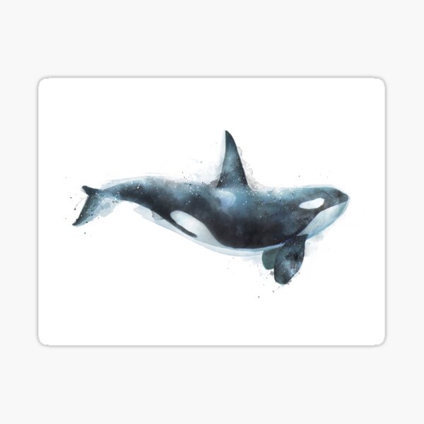 Orca Sticker