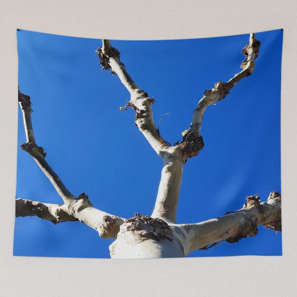 Item preview, London Plane tree devoid of leaves against a deep blue sky. designed and sold by janesg.