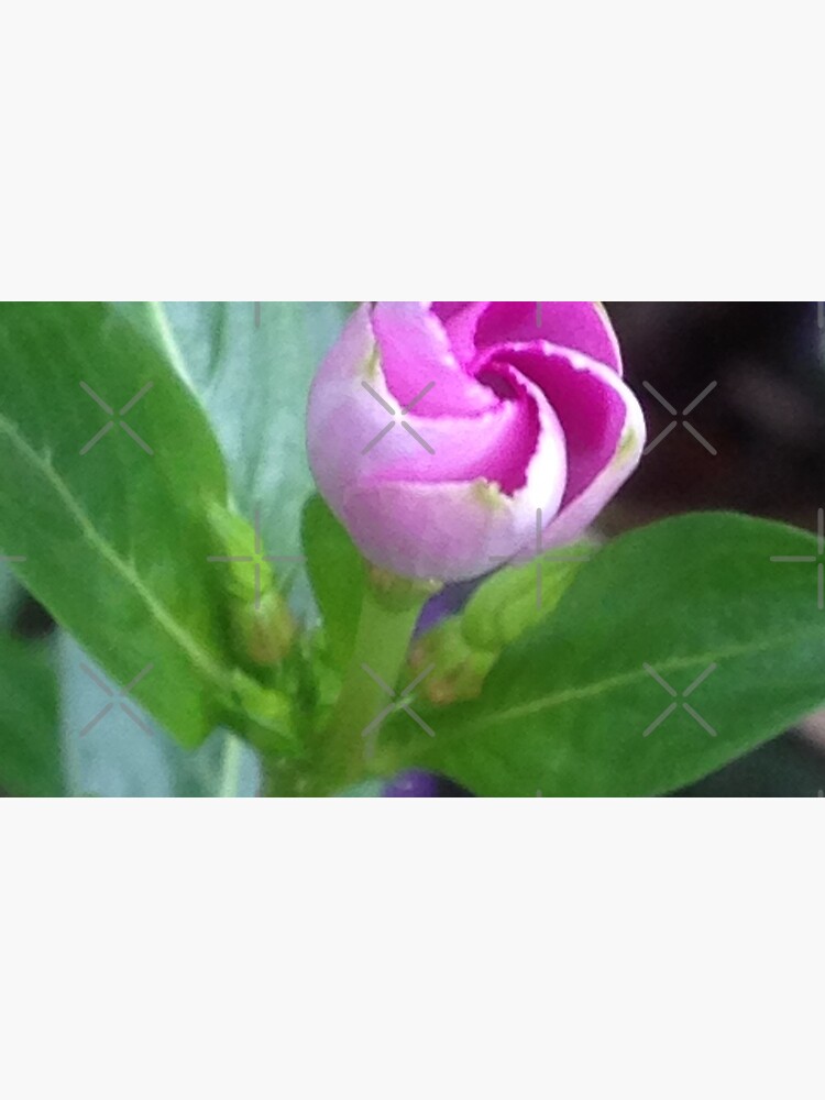 Pink Flower Photo by chanzds
