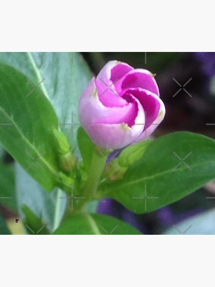 Pink Flower Photo by chanzds
