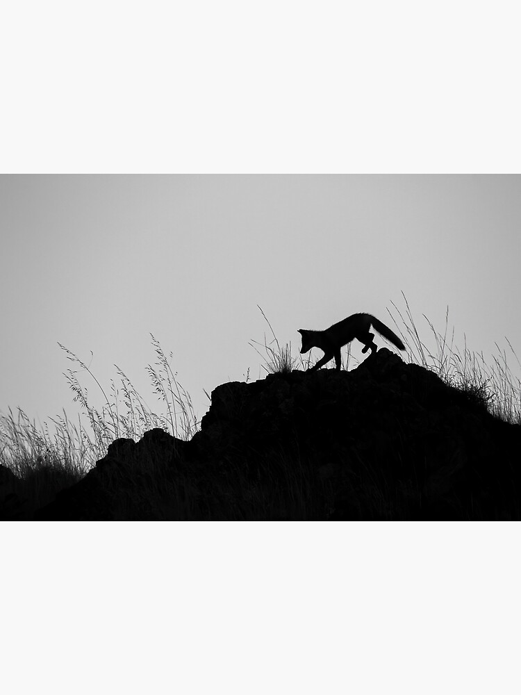 Monochrome Fox by LanceWilson