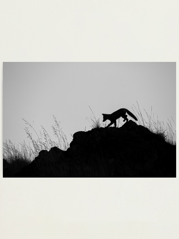 Alternate view of Monochrome Fox Photographic Print