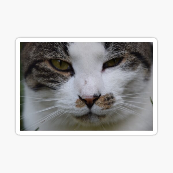cat, look into your eyes Sticker