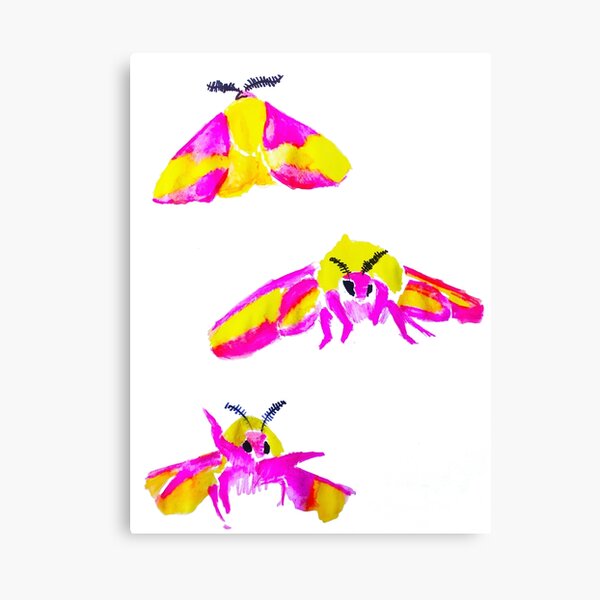 Rosy Maple Moth Canvas Print