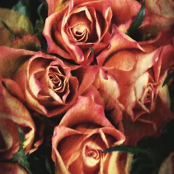 Artwork thumbnail, Four Roses by Alexandra Lavizzari