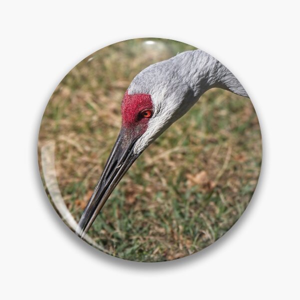 Item preview, Sandhill Crane 7 designed and sold by StevenRalserPhoto.