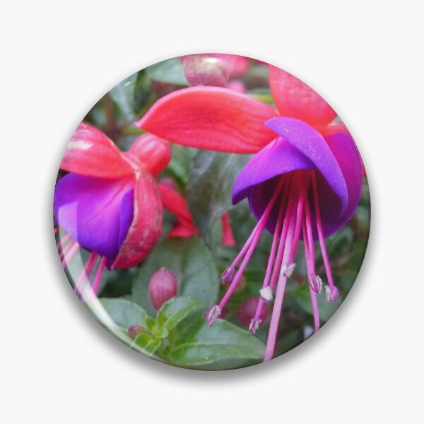 Item preview, Fuchsias designed and sold by WildestArt.