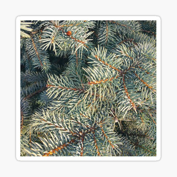 Fir tree branches in the morning Sticker