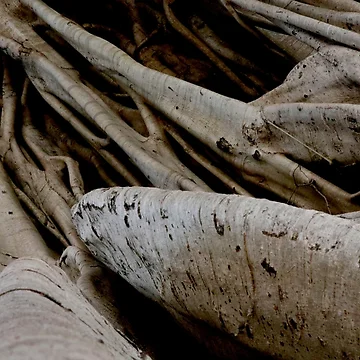 Artwork thumbnail, Tree Roots by Geoff Treagus