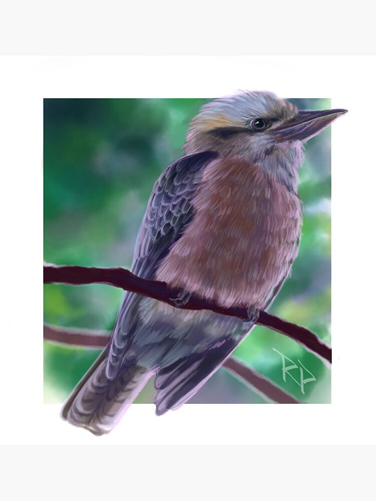 "Kookaburra" Sticker for Sale by rlmerrick Redbubble