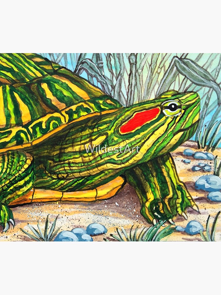 The Red Eared Slider by WildestArt