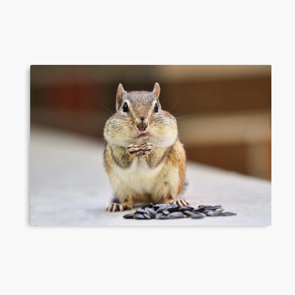 fat chipmunk fat chipmunk